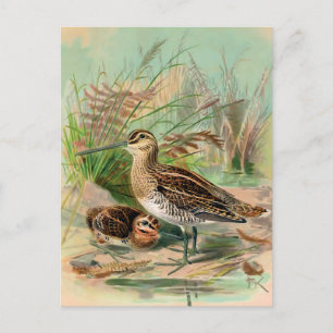 Carte Postale Illustration Vintage de l'oiseau de pinceau commun