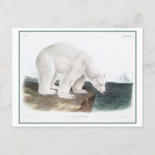 Carte Postale Illustration vintage de l'ours polaire
