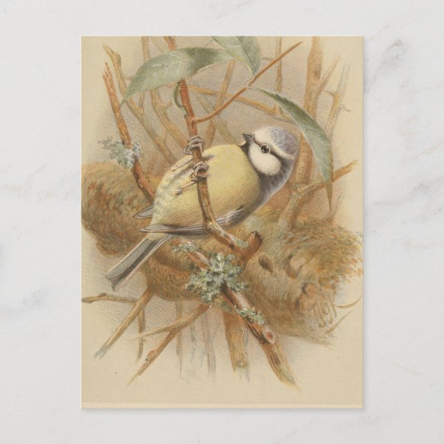 Carte Postale Illustration vintage de mésange bleue (Devant)