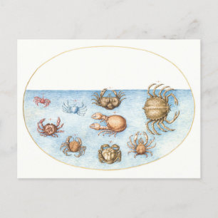 Carte Postale Illustration Vintage de neuf crabes
