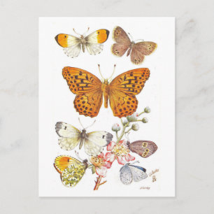 Carte Postale Illustration vintage de papillon