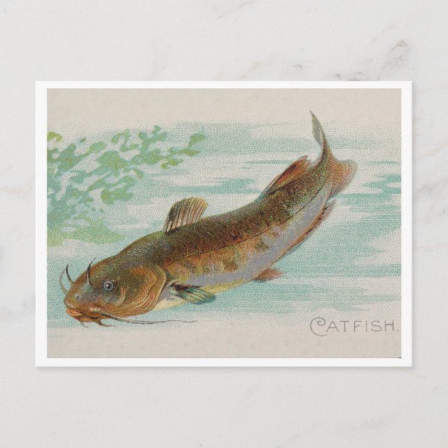 Carte Postale Illustration vintage de poisson-chat (Devant)