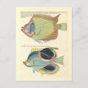 Carte Postale Illustration vintage de poissons colorés