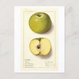 Carte Postale Illustration vintage de pomme verte
