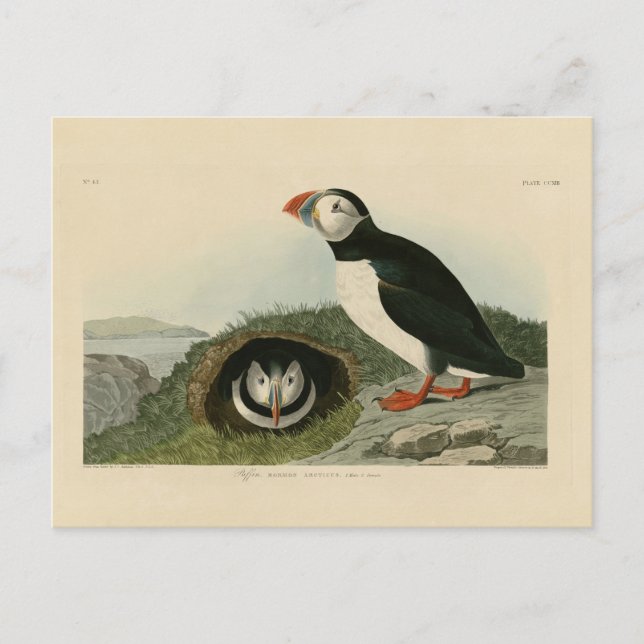Carte Postale Illustration vintage de pouffin (Devant)