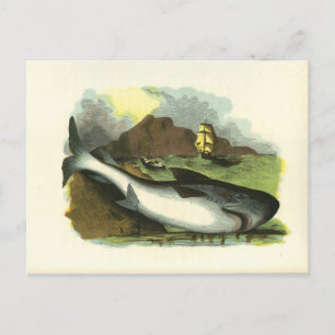 Carte Postale Illustration vintage de Shark FolkArt de 1859
