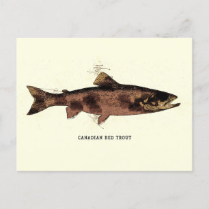 Carte Postale Illustration Vintage de truite rouge du Canada