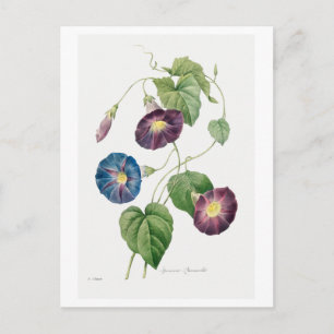 Carte Postale Illustration vintage de volubilis