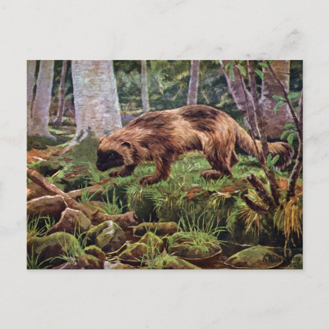 Carte Postale Illustration vintage de Wolverine (Devant)