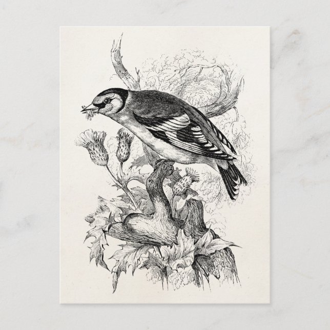 Carte Postale Illustration vintage des années 1800 d'Goldfinch - (Devant)