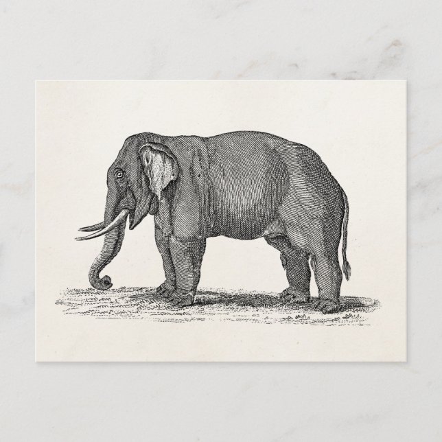 Carte Postale Illustration vintage des années 1800 - Eléphants (Devant)