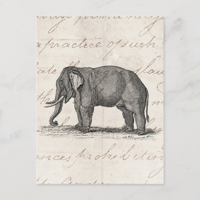 Carte Postale Illustration vintage des années 1800 - Eléphants (Devant)