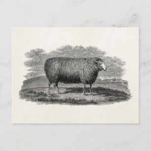 Carte Postale Illustration vintage des années 1800 Sheep Ewe lai