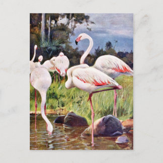 Carte Postale Illustration Vintage des Flamants roses roses