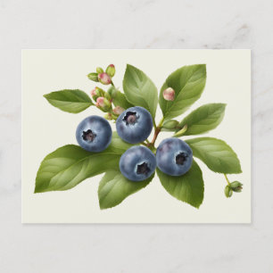 Carte Postale Illustration vintage des fruits bleuets