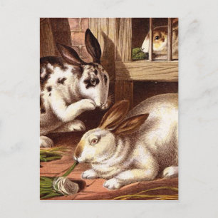 Carte Postale Illustration Vintage des lapins
