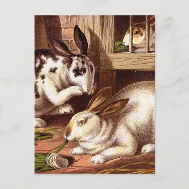 Carte Postale Illustration Vintage des lapins (Devant)