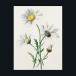 Carte Postale Illustration vintage des marguerites de 1902<br><div class="desc">Modèle customisé pour carte postale verticale - Modèles de carte postale personnalisée. Personnalisez avec votre propre nom, motif, design, devis, monogramme ou photo. Utilisez nos modèles cool, oeuvres d'art, photos, graphiques et illustrations, puis ajoutez des noms, du texte, des citations et des monogrammes pour créer votre propre carte postale. Cliquez...</div>