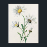 Carte Postale Illustration vintage des marguerites de 1902<br><div class="desc">Modèle customisé pour carte postale verticale - Modèles de carte postale personnalisée. Personnalisez avec votre propre nom, motif, design, devis, monogramme ou photo. Utilisez nos modèles cool, oeuvres d'art, photos, graphiques et illustrations, puis ajoutez des noms, du texte, des citations et des monogrammes pour créer votre propre carte postale. Cliquez...</div>