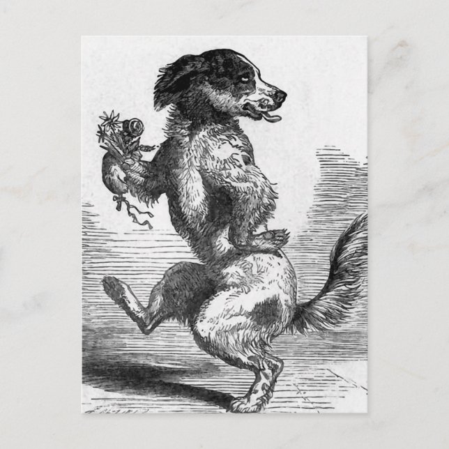 Carte Postale Illustration Vintage "Dog Dancing a Jig" (Devant)