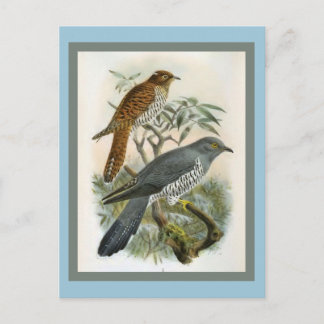 Carte Postale Illustration Vintage d'Oiseau de Cucco commun