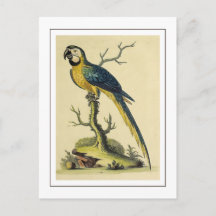 Illustration vintage D'Oiseau De Perroquet Bleu Et