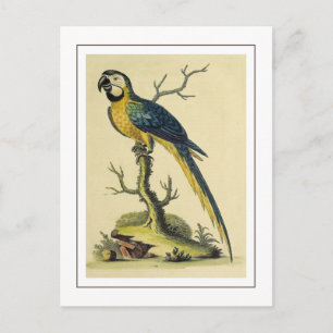 Carte Postale Illustration vintage D'Oiseau De Perroquet Bleu Et