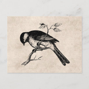 Carte Postale Illustration vintage d'oiseaux chanteurs - Oiseaux
