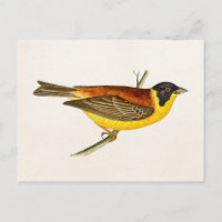 Illustration vintage d'oiseaux chanteurs - Oiseaux