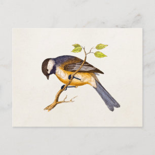 Carte Postale Illustration vintage d'oiseaux chanteurs - Oiseaux