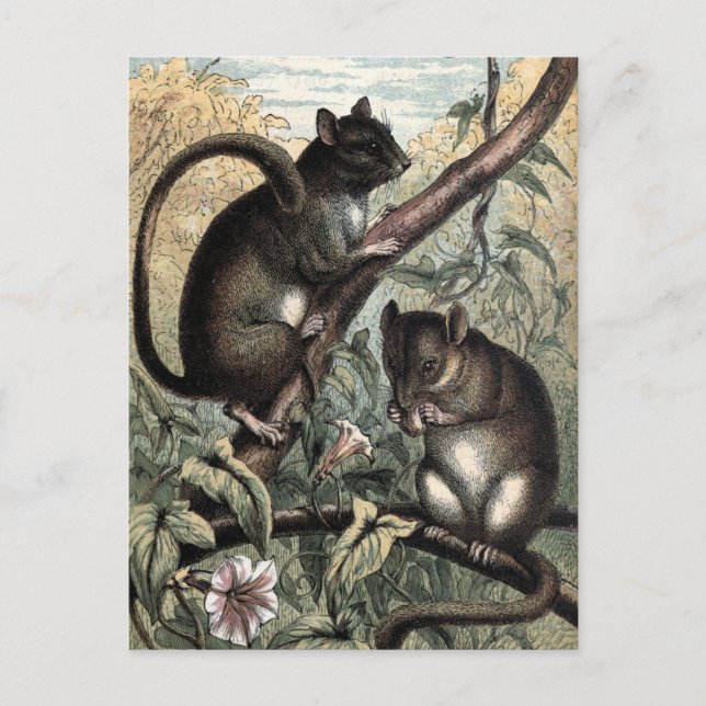 Carte Postale Illustration vintage : Dormouse (Devant)