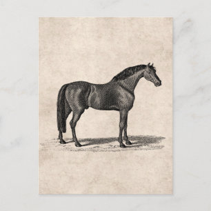Carte Postale Illustration vintage du cheval arabe des années 18