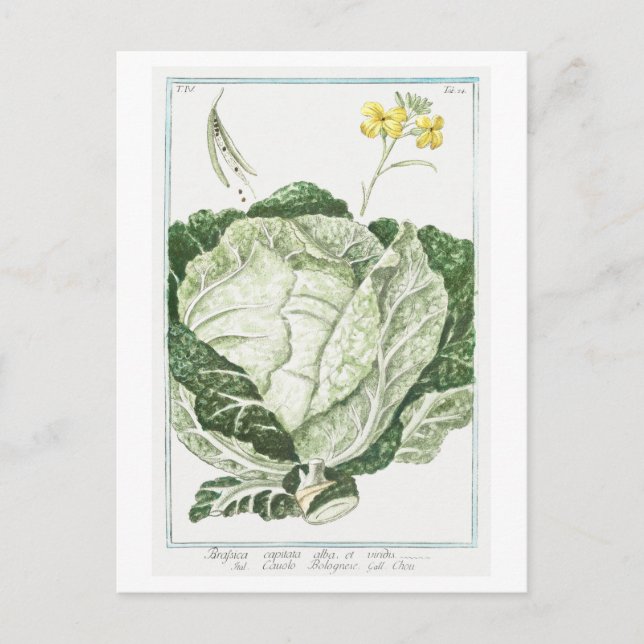 Carte Postale Illustration vintage du chou vert (Devant)