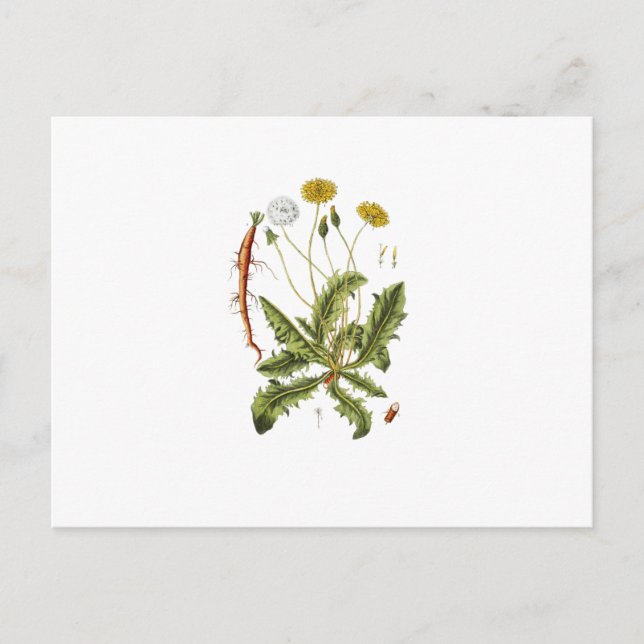 Carte Postale Illustration vintage du Dandelion (Devant)