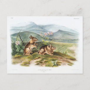 Carte Postale Illustration vintage du lièvre de Nuttall par Audu
