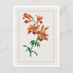 Carte Postale Illustration vintage du lys orange