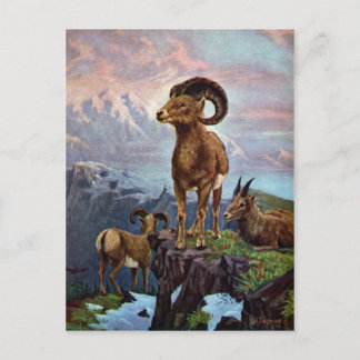 Carte Postale Illustration Vintage du mouton de Bighorn