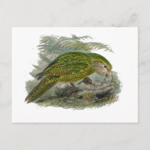 Carte Postale Illustration Vintage du perroquet vert de Kakapo