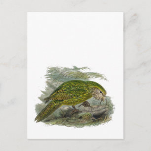 Carte Postale Illustration Vintage du perroquet vert de Kakapo