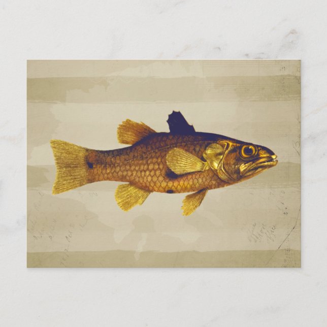 Carte Postale Illustration vintage du poisson d'eau douce (Devant)