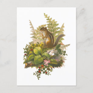 Carte Postale Illustration vintage d'un adorable tamia