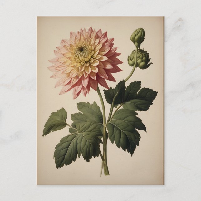 Carte Postale Illustration vintage d'un dahlia  (Devant)