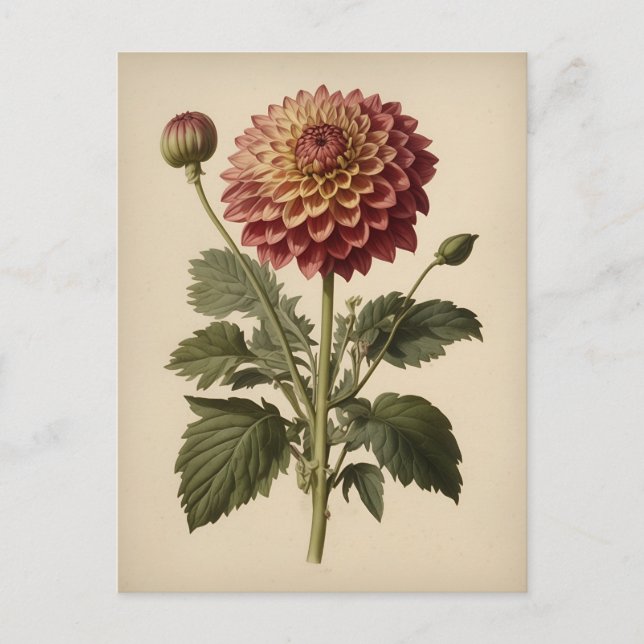 Carte Postale Illustration vintage d'un dahlia (Devant)
