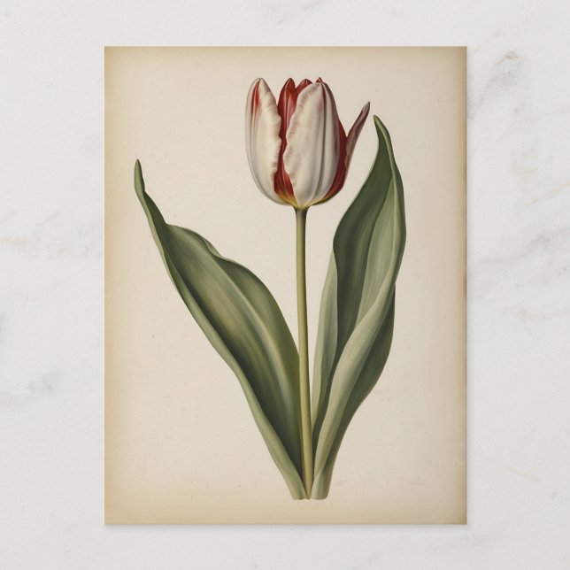 Carte Postale Illustration vintage d'un tulipe (Devant)