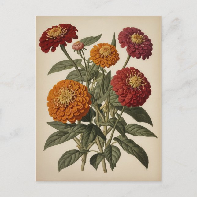 Carte Postale Illustration vintage d'une zinnia  (Devant)