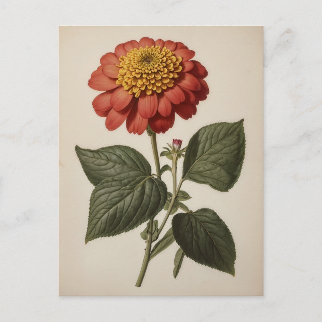Carte Postale Illustration vintage d'une zinnia  (Devant)