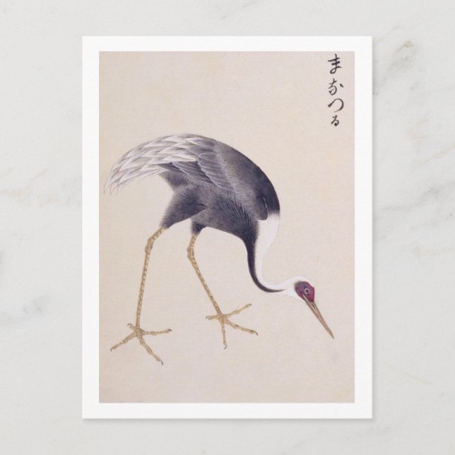 Carte Postale Illustration vintage : Grue à cou blanc (Devant)