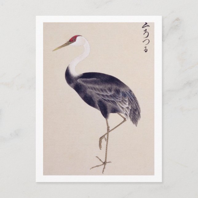 Carte Postale Illustration vintage : Grue cendrée (Devant)