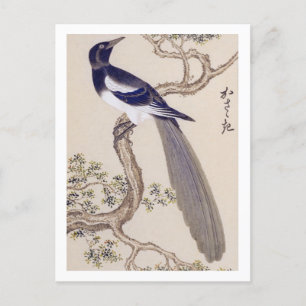 Carte Postale Illustration vintage : Magpie eurasiatique
