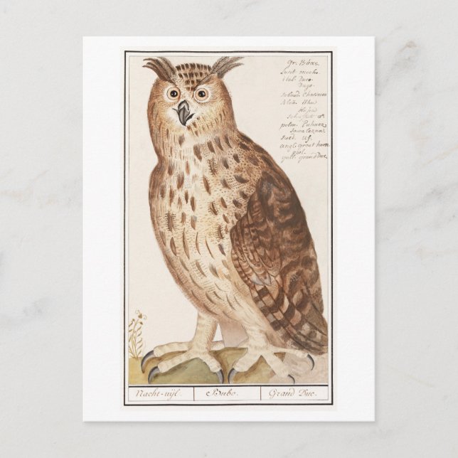 Carte Postale Illustration vintage Owl (Devant)